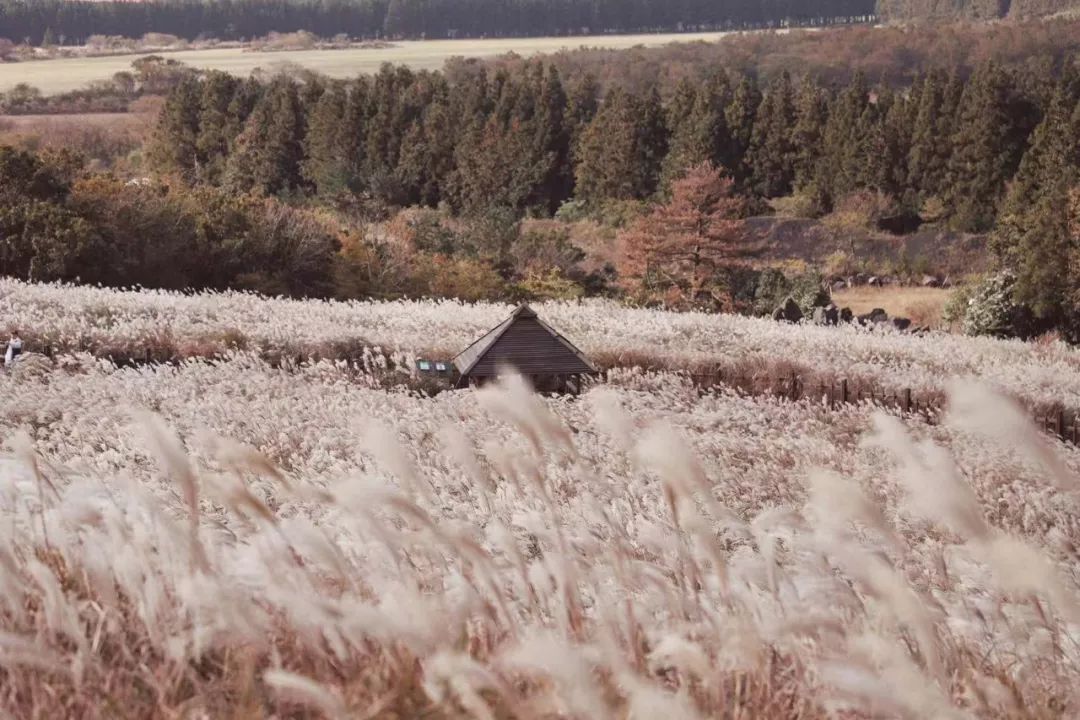 这座免签小岛，几乎出现在了每一部浪漫韩剧里