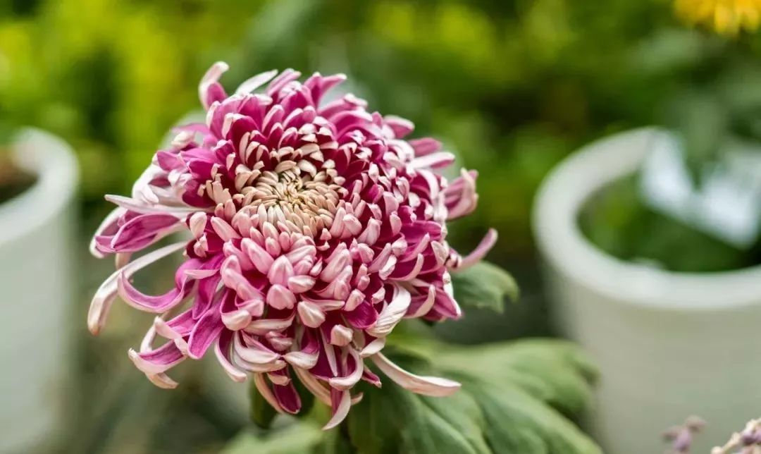 欢乐无限!2019武汉旅游节盛大来袭,中华礼乐玩穿越,攻略指南@请查收