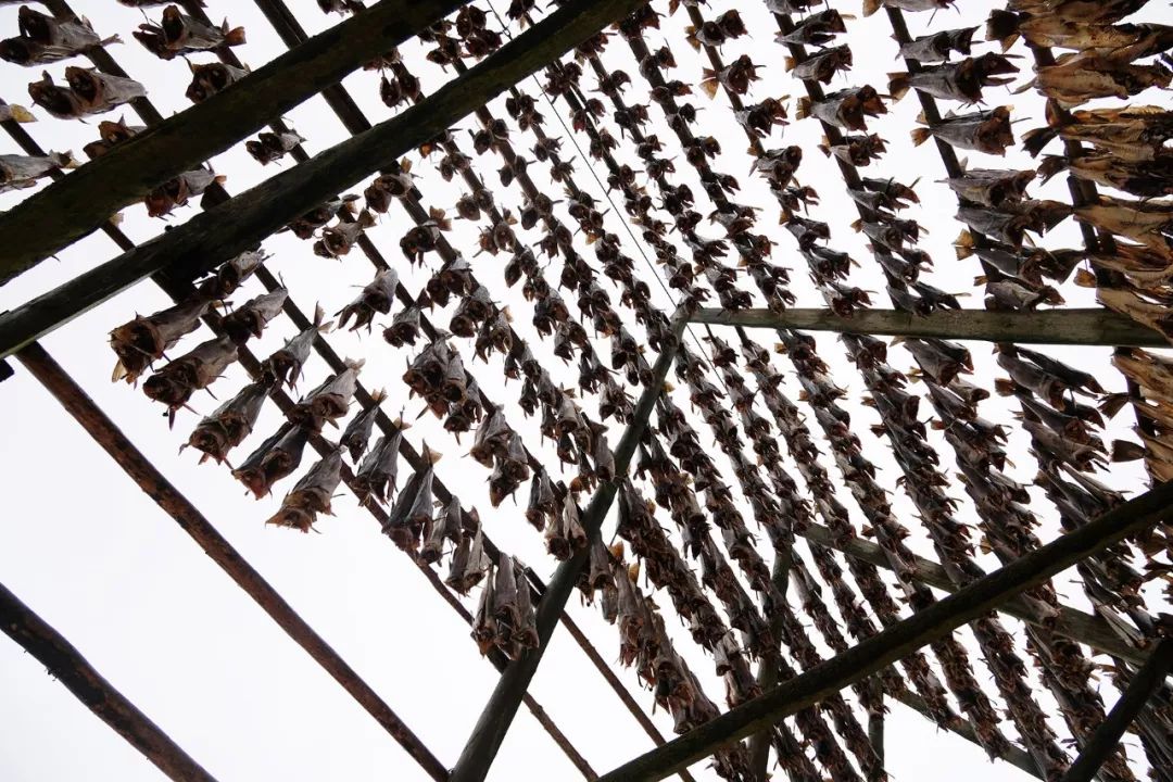 罗弗敦群岛一日游攻略,比冰岛还小众的罗弗敦群岛