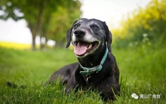 安徽黄山禁养35种犬名单,黄山市养犬管理条例