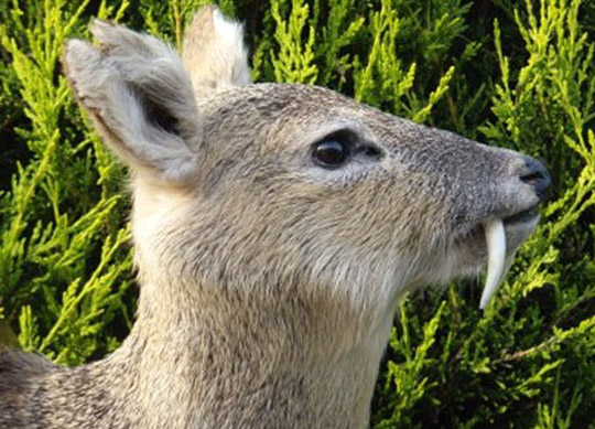 这些奇特生物你们见过吗,这些神奇的生物你都见过么