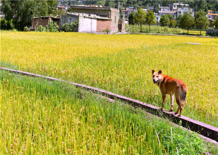 曹振华富源,富源金城路曹振华