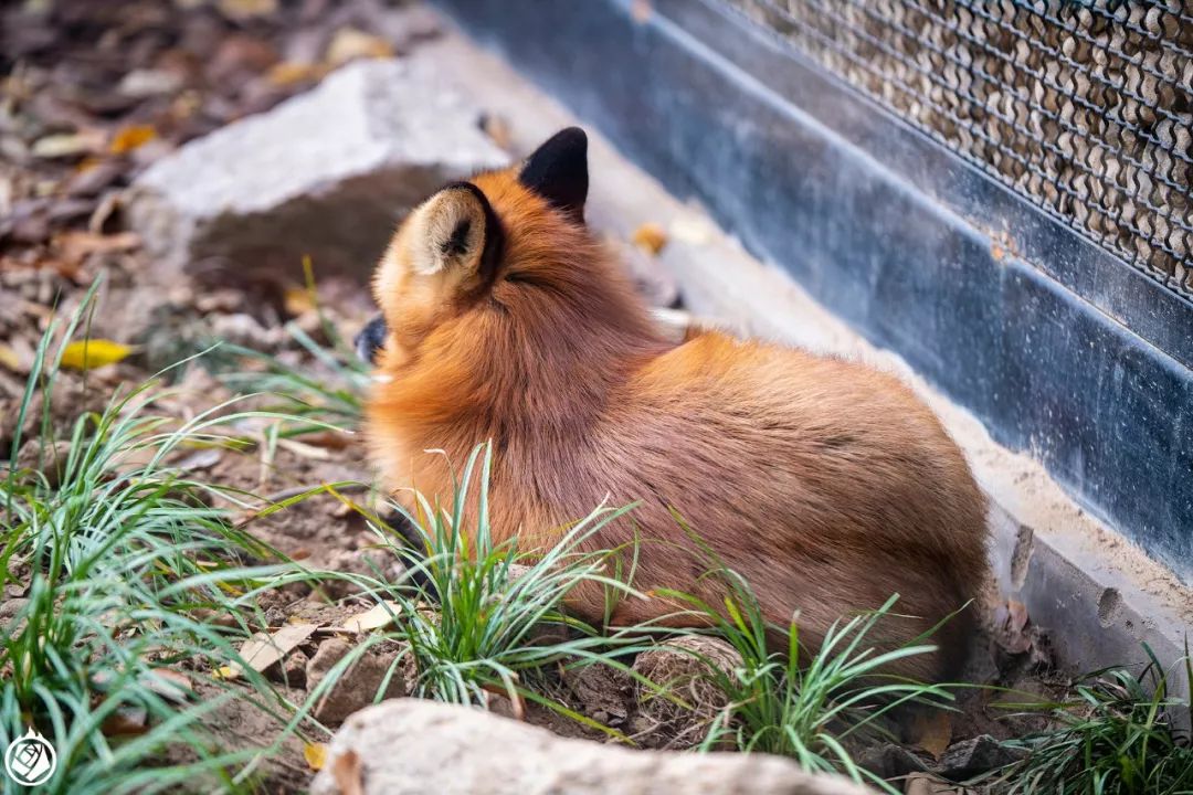 小动物生龙活虎,小动物活的