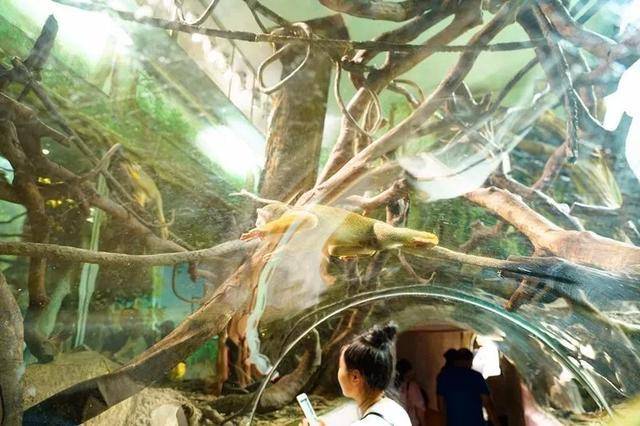 亲子游广州长隆动物园,广州长隆野生动物世界亲子游路线