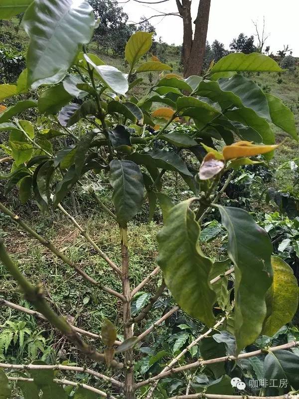 云南小粒种咖啡属于什么品种,咖啡品种最好的小粒种咖啡是什么