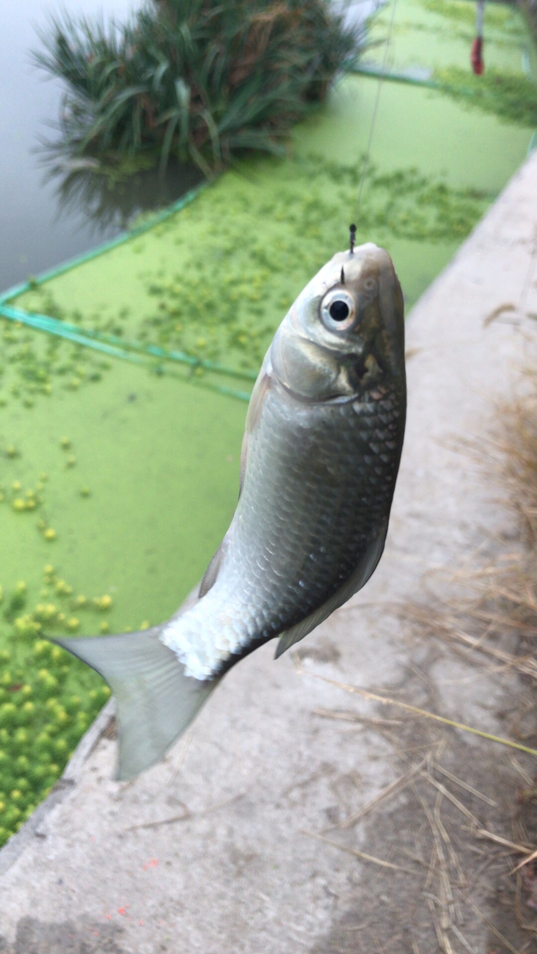 野钓垂钓实录,野钓钓鱼视频实战