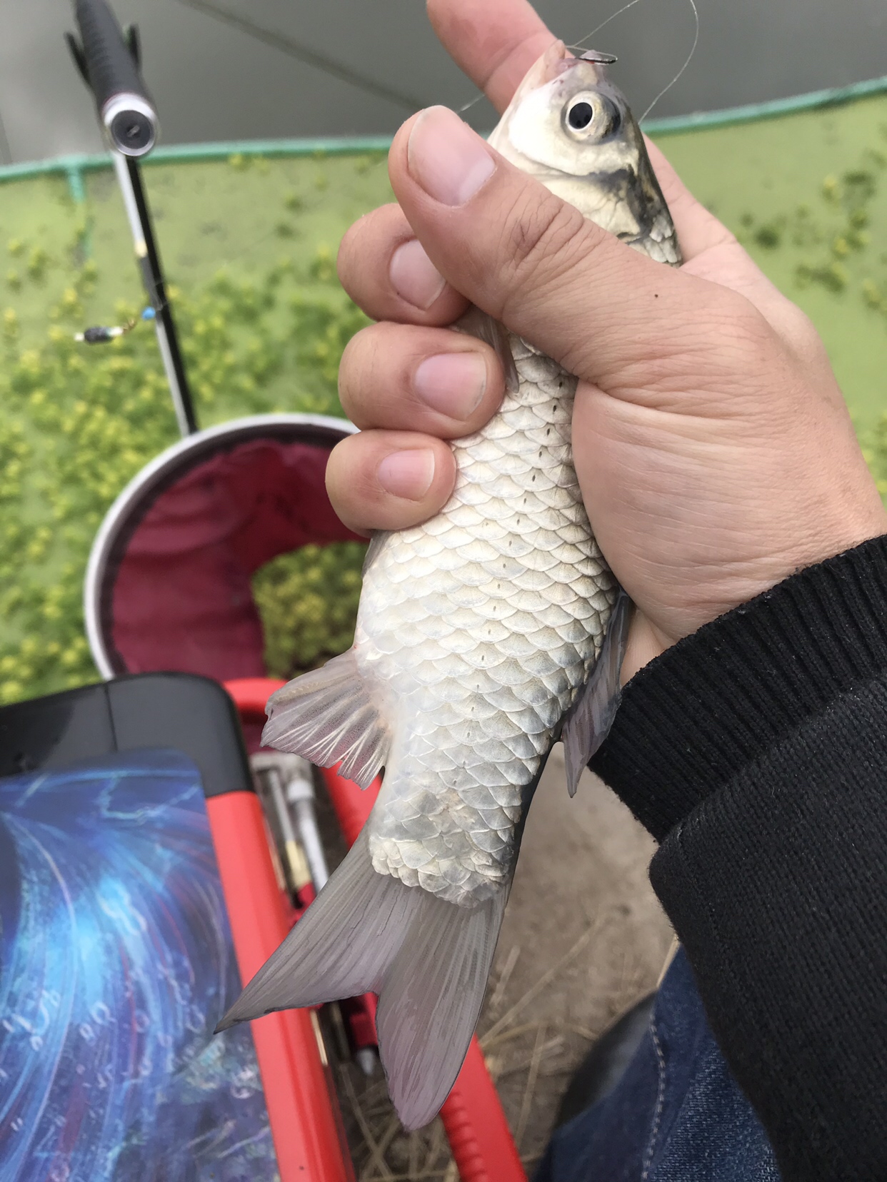 野钓垂钓实录,野钓钓鱼视频实战