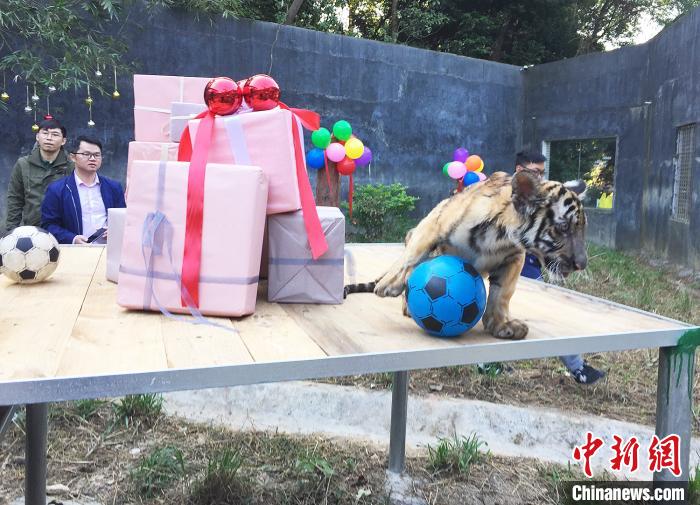 华南小虎崽,韶关喜迎两只华南虎幼崽