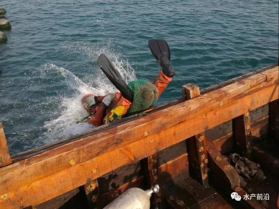 长海海参价格表,长海海参十大品牌