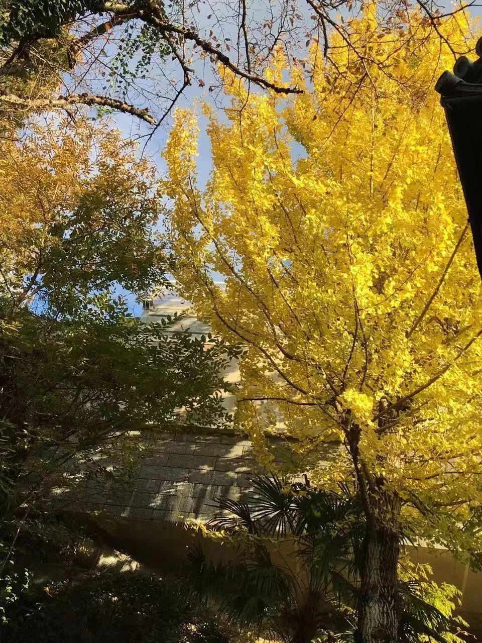 省钱又实用的日本“红叶狩”攻略错过又要等一年|用耳朵旅行的财经主播Nina