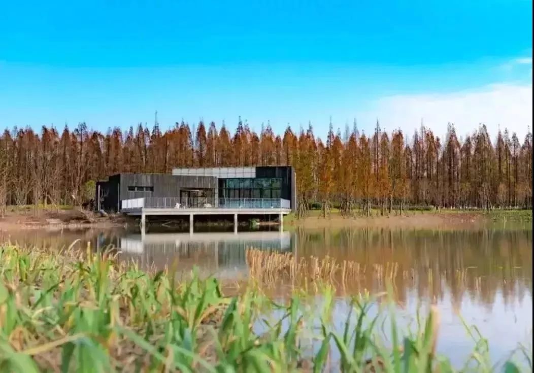 上海必打卡秋季美景,上海的秋季美景