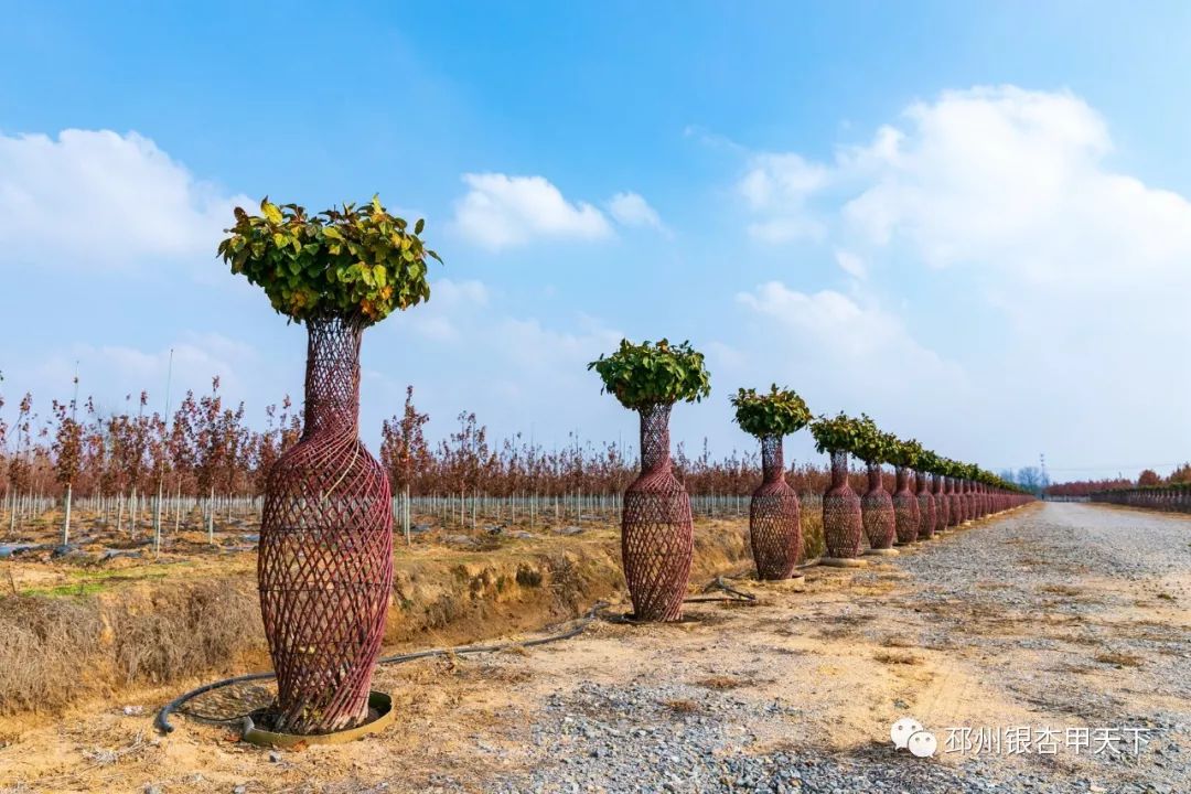 我的家乡发展状况,我的家乡发展有多好