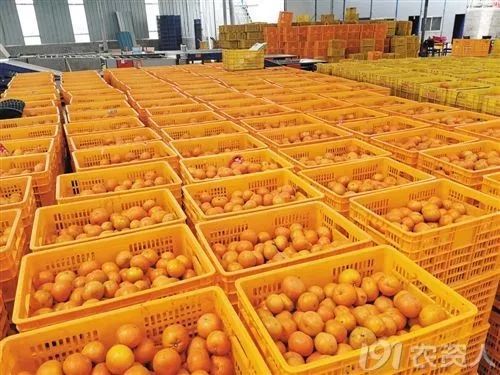 种柑橘增加收益的十条建议,如何把柑橘打开销路