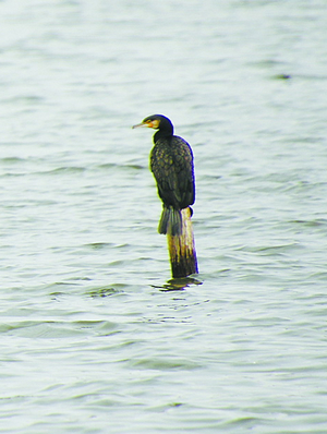 鸬鹚生活在森林还是草原,鸬鹚在什么地方生存