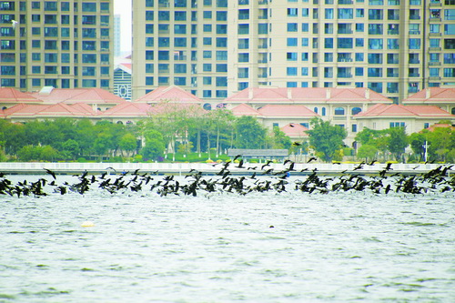 鸬鹚生活在森林还是草原,鸬鹚在什么地方生存
