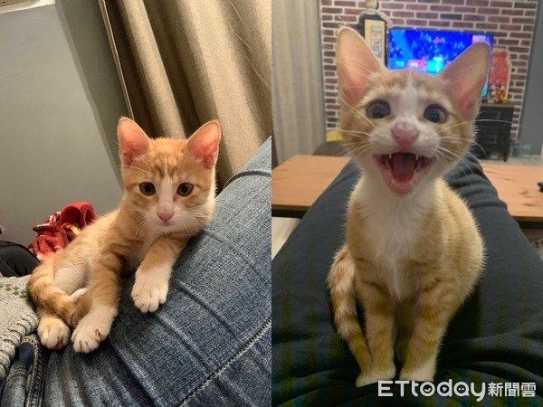 主子触发喵电感应哈气一整晚　对到眼秒大骂