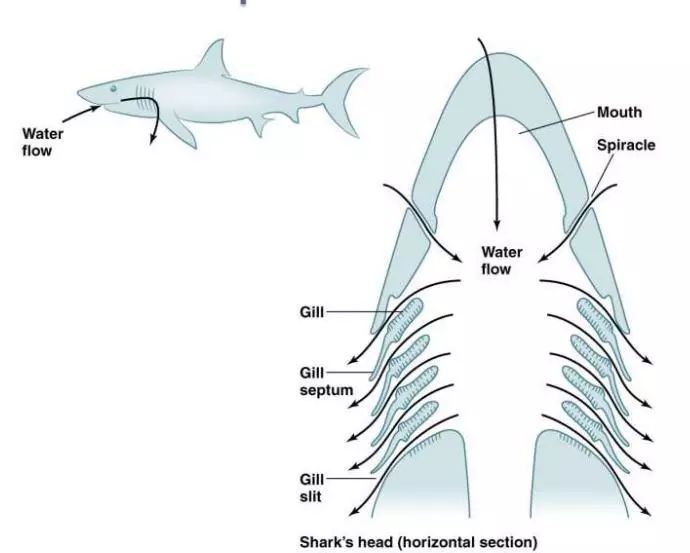 怎样淹死一条鱼,如何淹死一条鱼阅读答案