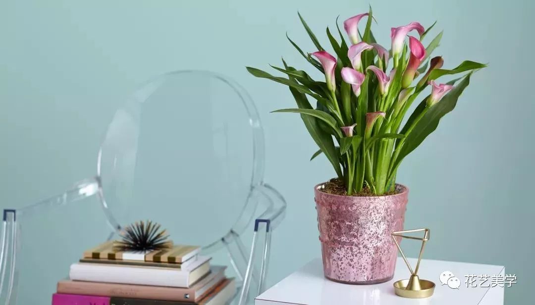 马蹄莲最普通品种开什么颜色花,花卉马蹄莲是什么样的