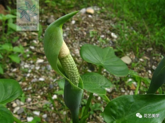马蹄莲最普通品种开什么颜色花,花卉马蹄莲是什么样的