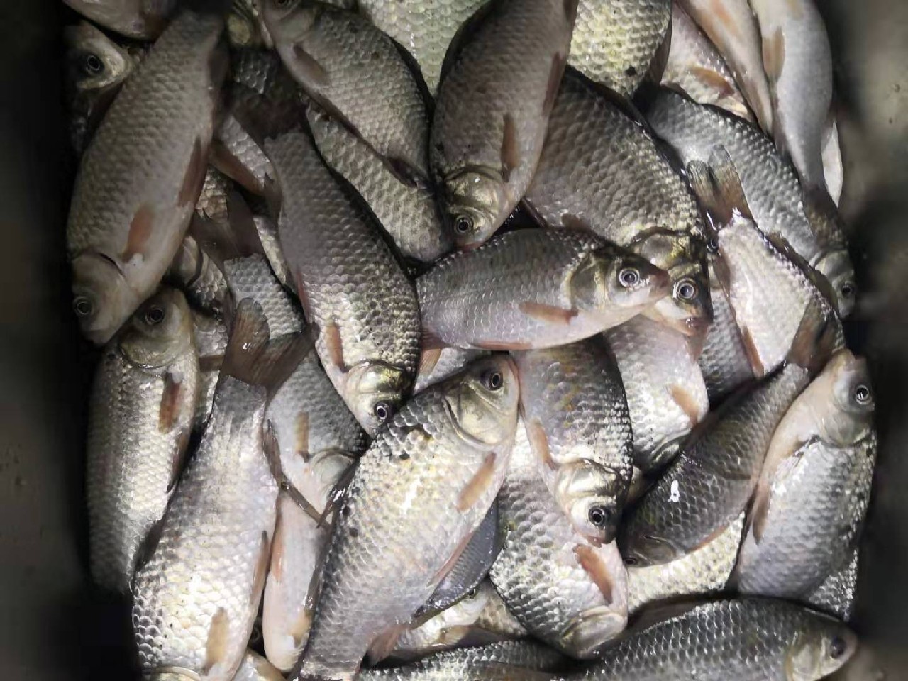 冬钓鲫鱼几号袖最合适,冬钓爆护非难事掌握技巧中鱼快