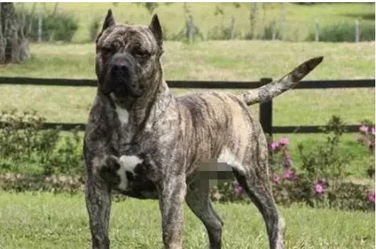 十大巨型犬种,10种大型犬