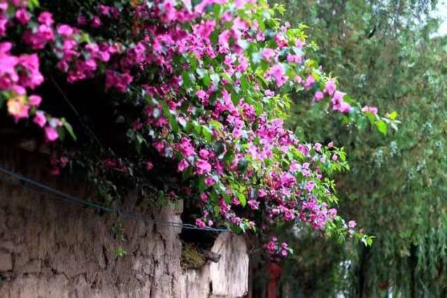 泸沽湖虎跳峡香格里拉怎么坐车,丽江香格里拉泸沽湖虎跳峡