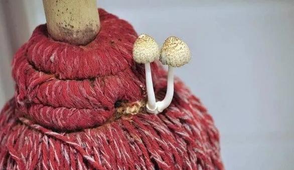 拖地为什么会闻到腥味,拖地一股腥味怎么办