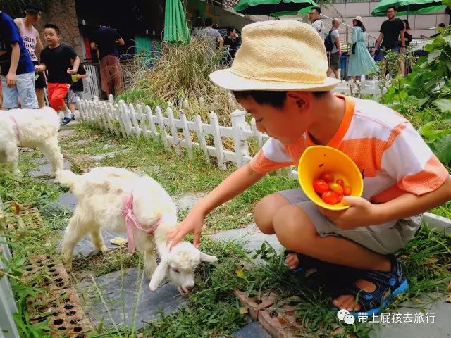500不到全家住原佘山艾美，居然！周末元旦春节还是不加价