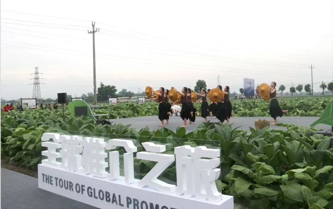 浓浓古典意蕴，孕育千年相思树！什邡这个小镇真的很美