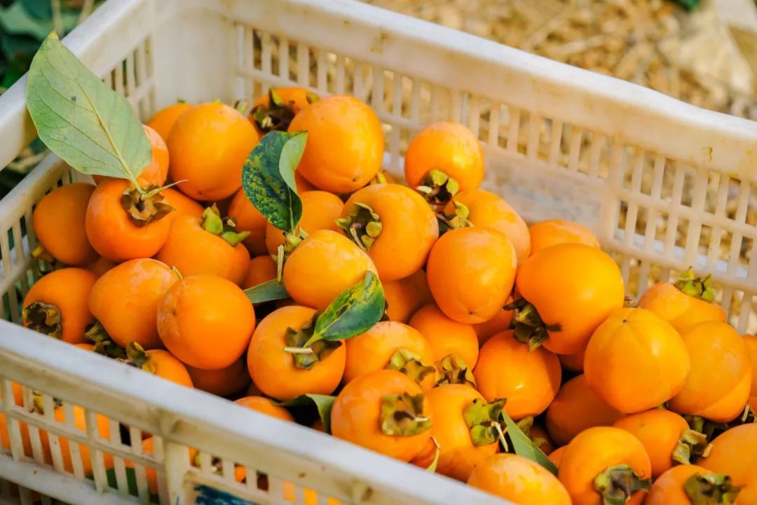 补货啦！柿饼界的小花旦，果冻Q心