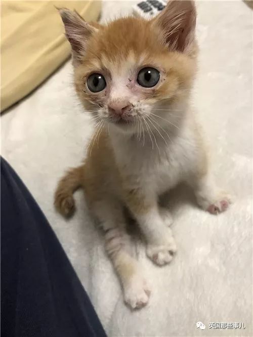 喵星人的日常图片大全,最好看的喵星人图片