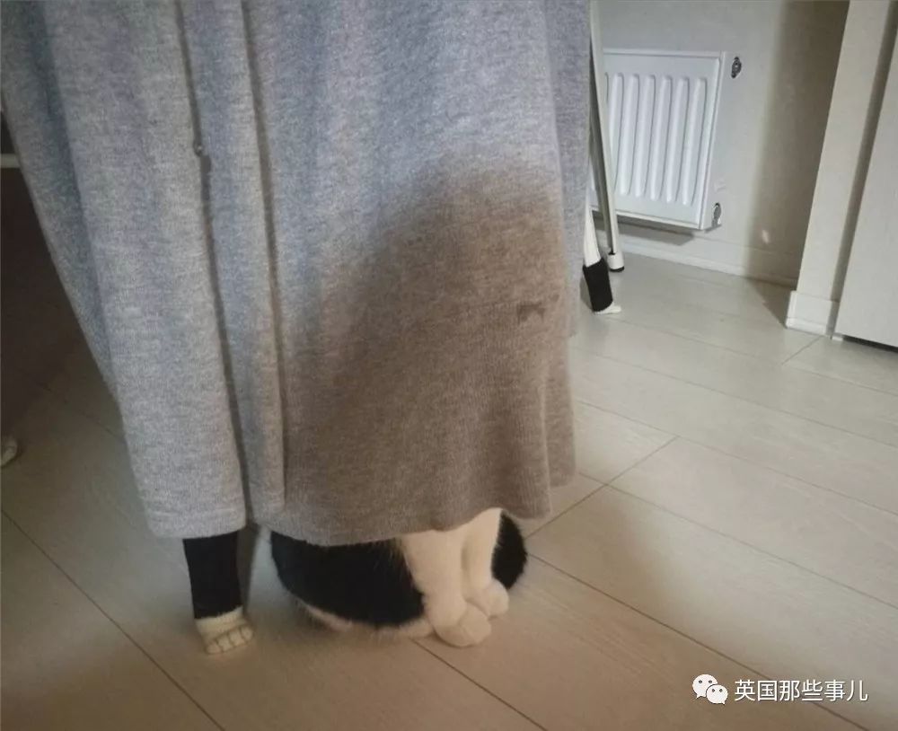 喵星人的日常图片大全,最好看的喵星人图片