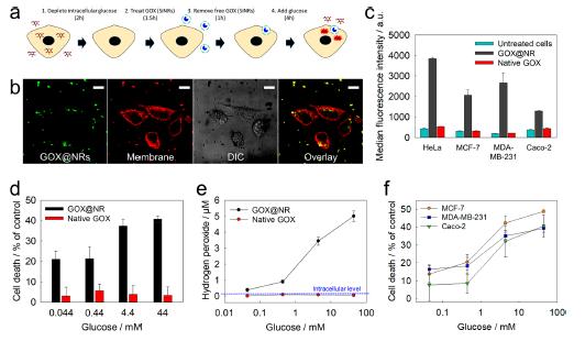 NanoLett：溶瘤纳米反应器产生H2O2用于氧化治疗癌症