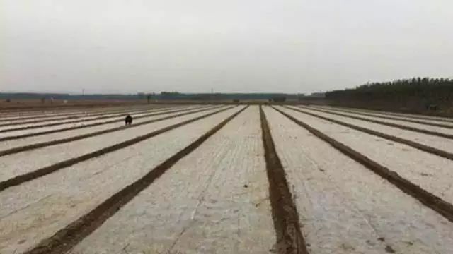 寒冬来袭，大蒜如何防冻？