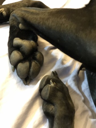 汪脚底藏无尾熊　网呆：我家的也有