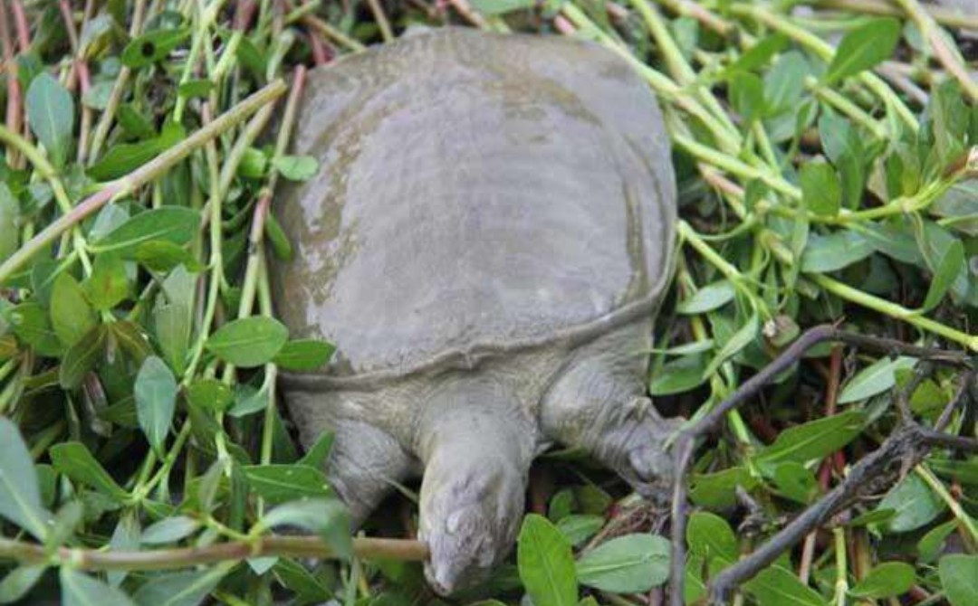 鱼有鱼路鳖有鳖道，详谈甲鱼生活习性和野钓技巧