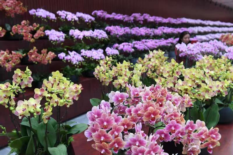 3000多株兰花绽放迎新春,国内最大的兰花展厅