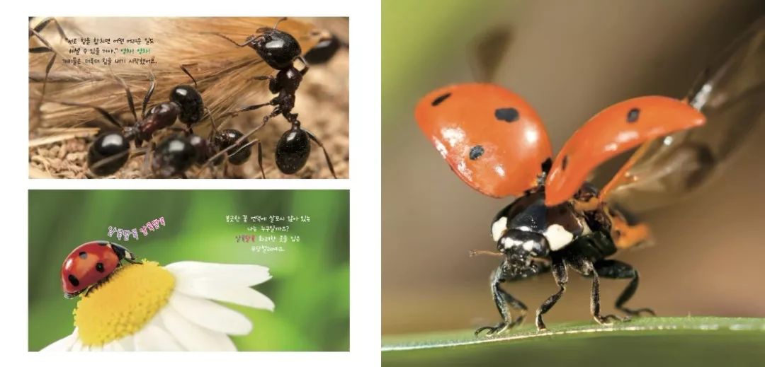 国内口碑NO.1,续订率超过90%的幼儿刊物《东方娃娃》来了!火速抢