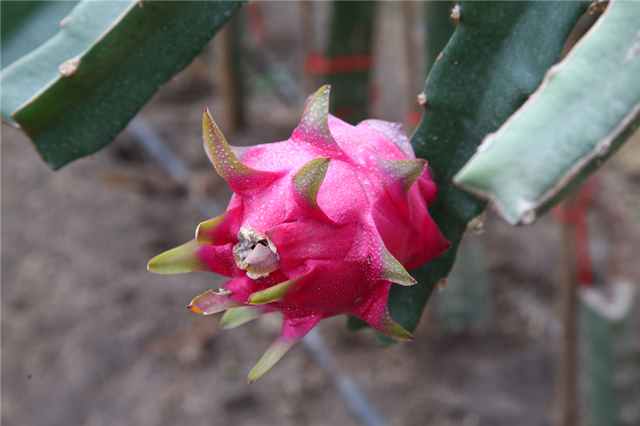 复旦博士10年前种下上海第一棵火龙果，如今成了千亩主题公园