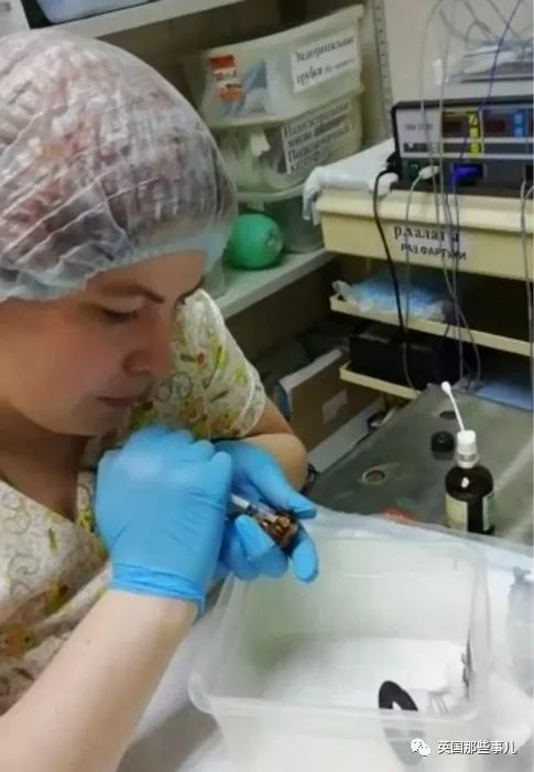 兽医给蟑螂做手术,兽医给猫咪做手术取出鼻子里的虫