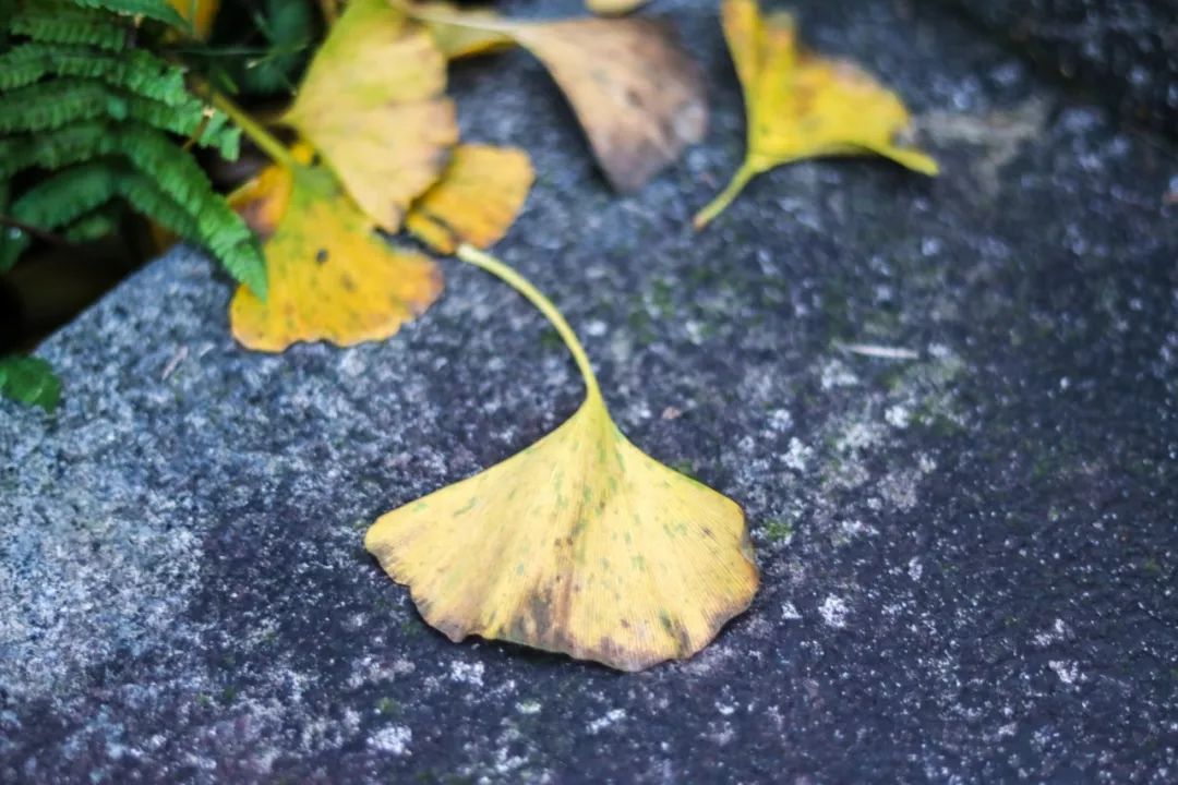 山水环抱、私汤入户|是时候造访全球首家悦榕庄温泉度假村了