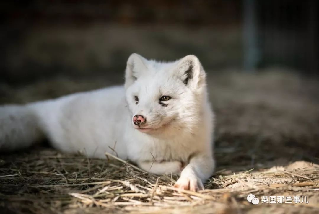 一只差点被做成皮草大衣的北极狐，如今白白胖胖过上了圣诞节