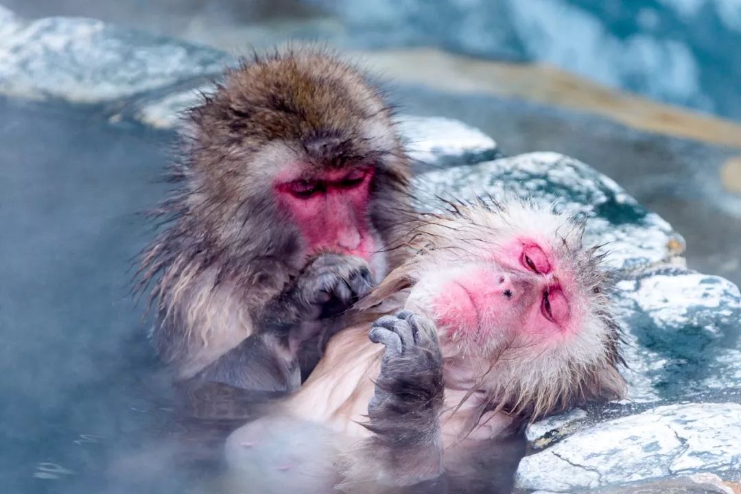 北海道是怎么成为日本的,北海道到底有多强大