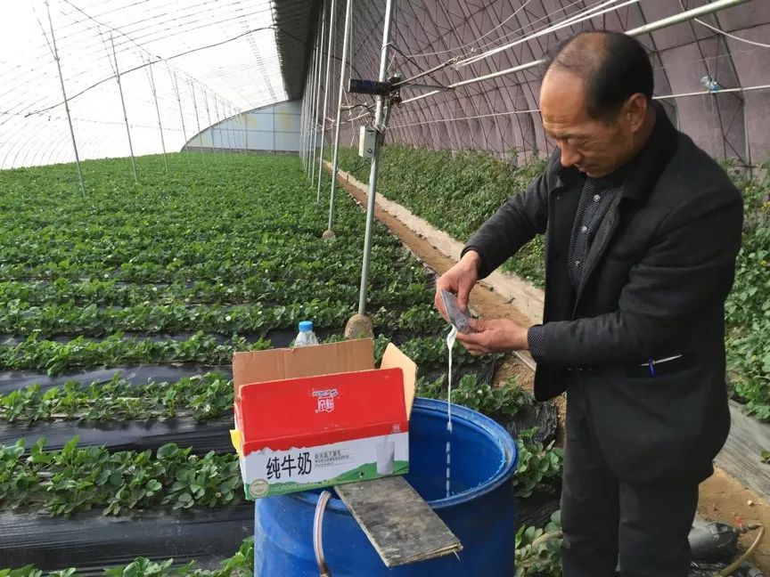 涓逛笢绾㈤鑽夎帗浜у湴鍦ㄥ摢,涓逛笢绾㈤鑽夎帗澶ф灉浠锋牸琛屾儏