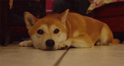 吸猫撸狗遛羊驼,吸狗撸猫遛羊驼