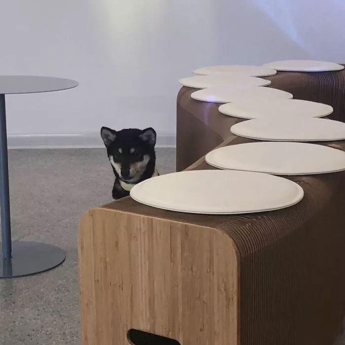 吸猫撸狗遛羊驼,吸狗撸猫遛羊驼