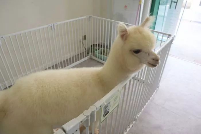 吸猫撸狗遛羊驼,吸狗撸猫遛羊驼