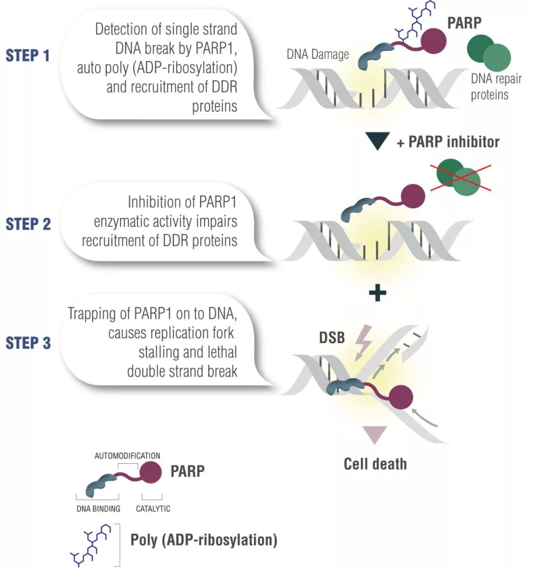 年末重磅！「癌王」终于迎来首个靶向药，今天FDA批准奥拉帕利用于胰腺癌的维持治疗丨奇点深度
