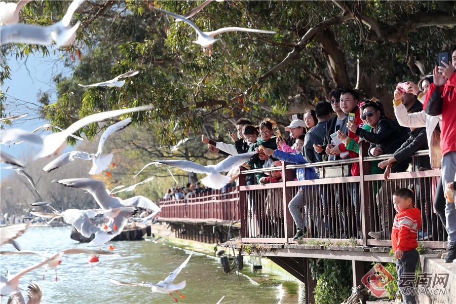 来海洋公园感受快乐,海埂公园白天好玩还是晚上好玩