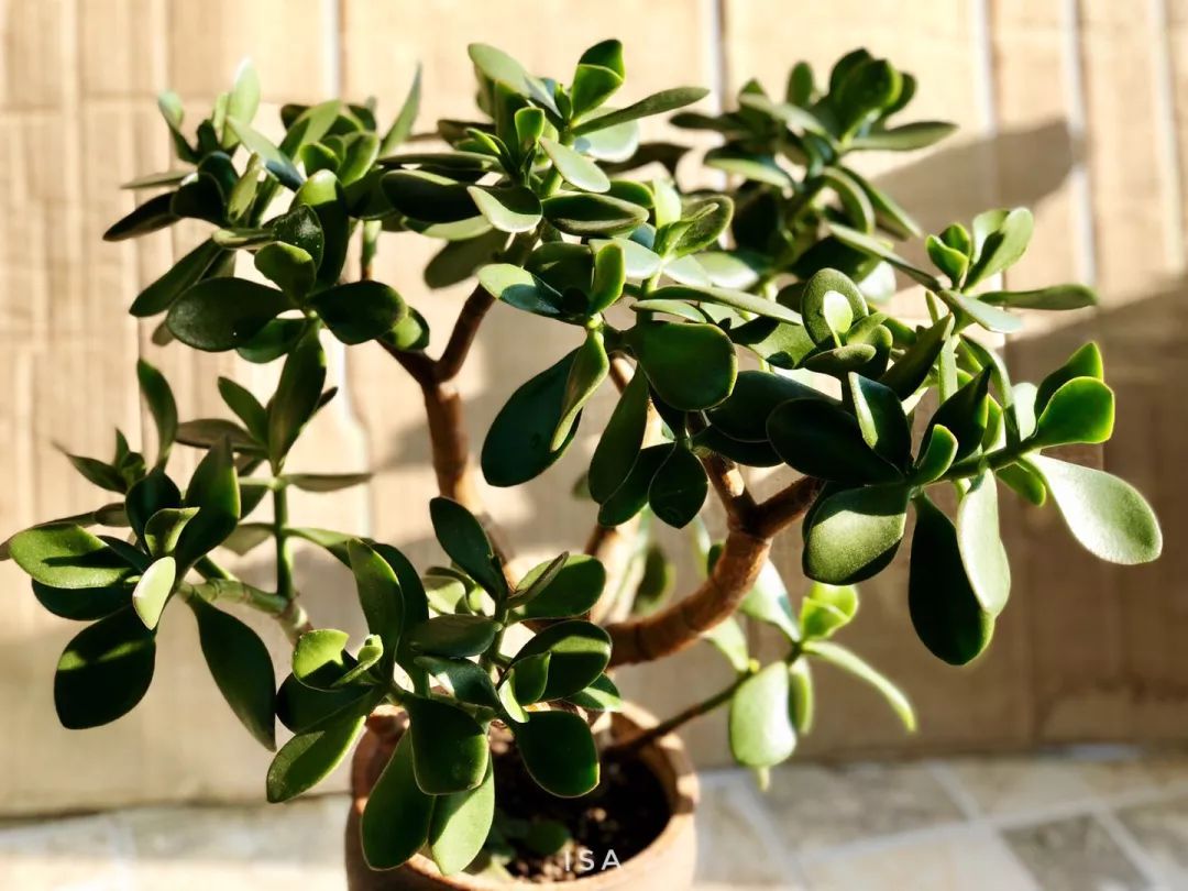 retrofit,retrofit动态代理原理